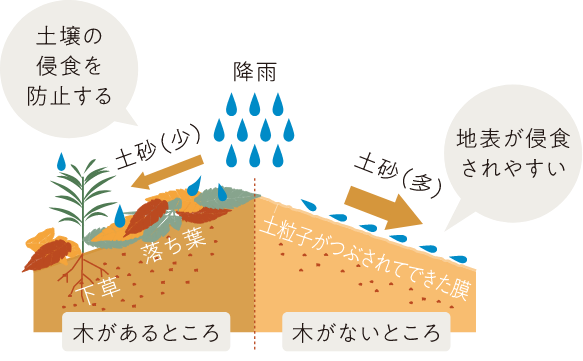 [木があるところ]土壌の侵食を防止する・[木がないところ]地表が侵食されやすい